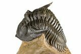 Chocolate-Brown Metacanthina Trilobite - Lghaft, Morocco #381460-4